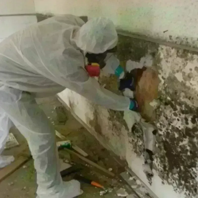 Mold Remediation and Removal in Valley Springs, CA